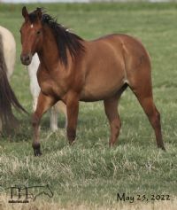 Smokin Rose MA's 2020 Dun Filly